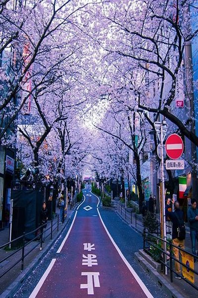 cherry_blossom_400x600_180kb